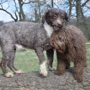 Wandeling Spaanse Waterhond Rasvereniging