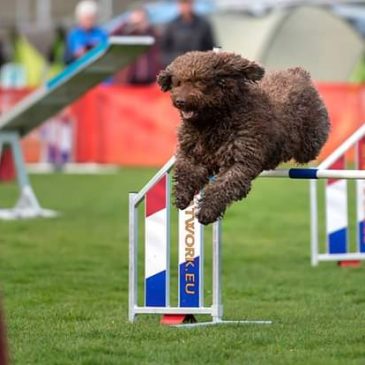 Workshop behendigheid/spelletjes met de hond